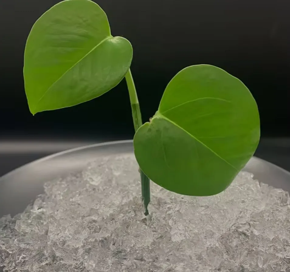 Las verduras y frutas se tratan con un polvo de resina hidrogel transparente, un polímero altamente absorbente compuesto de poliacrilato de potasio