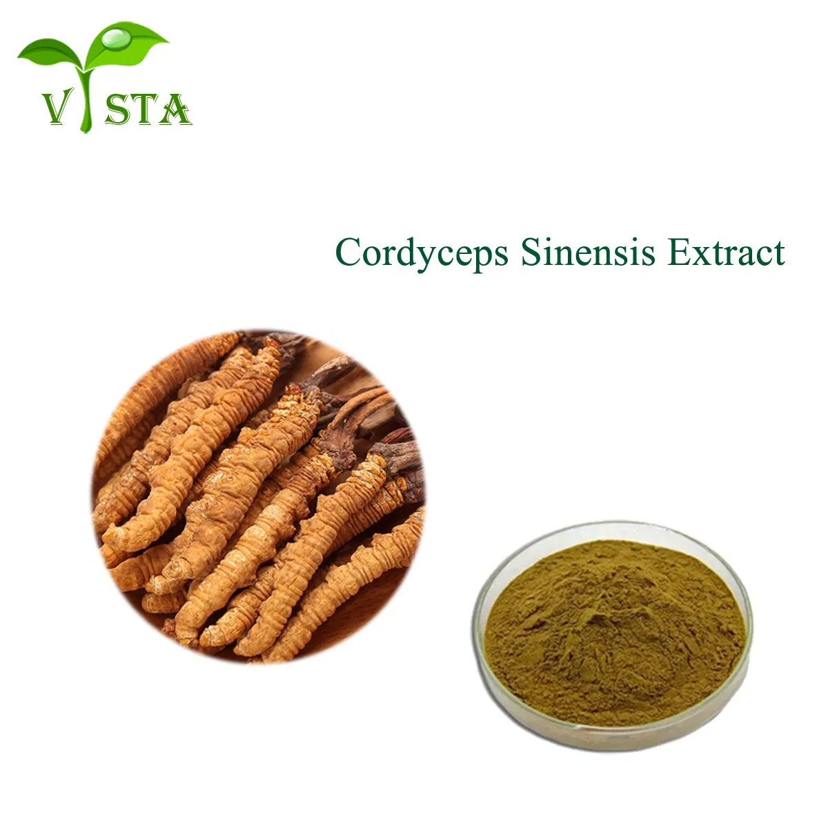 Extracto de Cordyceps Militaris Extracto de alta calidad en polvo de Cordyceps Extracto natural en polvo de hongo Cordyceps Sinensis