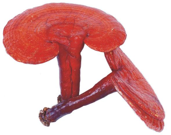 Polvo de Espora de Ganoderma Polvo de Ganoderma Lucidum Hongo Reishi Extract/10% Polisacáridos, 6% Triterpenos Polvo de Espora de Ganoderma