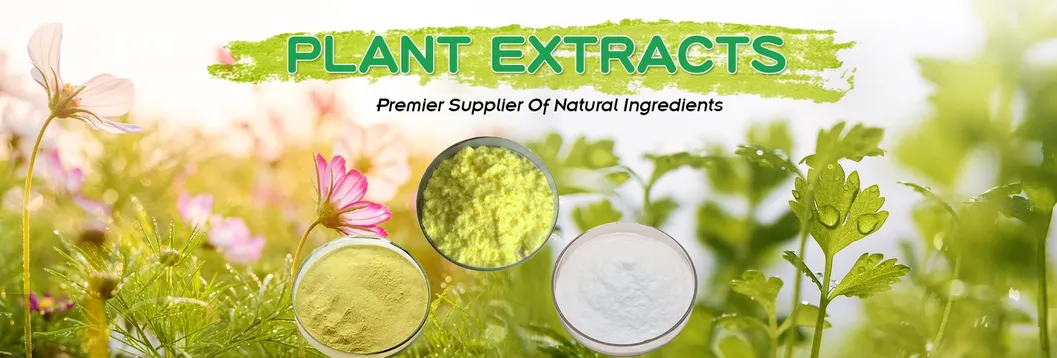 Polvo de basura vegetal seco Precio razonable Verde de basura Extarct Orgánico Polvo