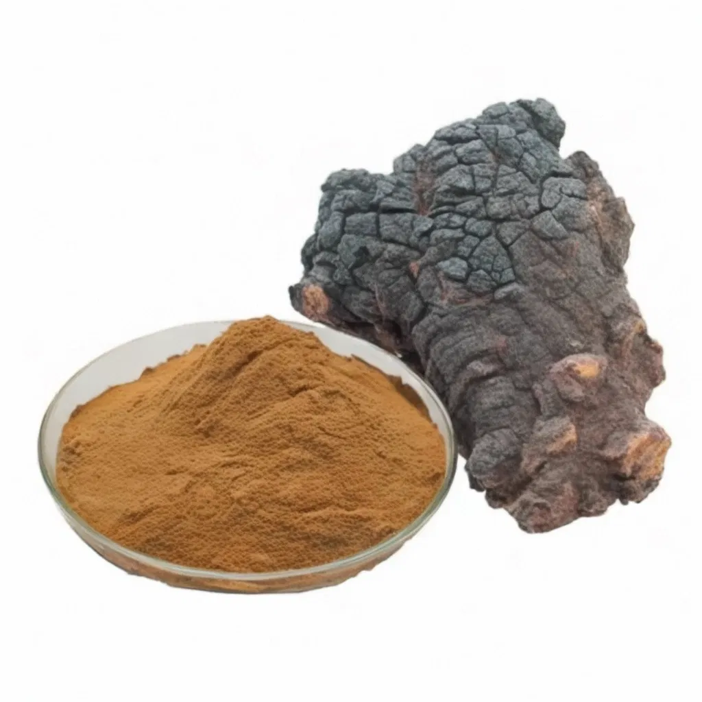 100% Polvo de hongo Chaga natural, polvo de extracto de hongo para uso en alimentos, bebidas y nutracéuticos
