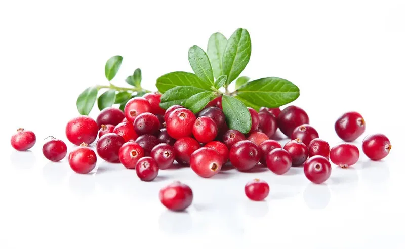 Polvo de Arándano Natural - Superalimento Rico en Antioxidantes para la Salud