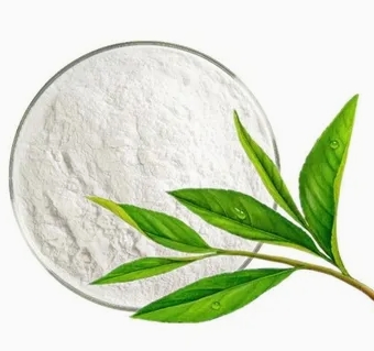 Extracto de hoja de té verde de alta calidad Camellia Sinensis polifenol 95.0% catequina 70.0% polvo