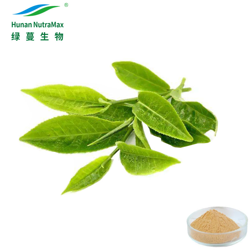 Cantidades a Granel 10%~98% Polifenoles en Polvo Extracto de Hoja de Té Verde a Buen Precio