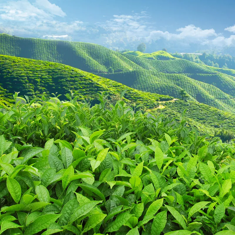 100% Extracto de hoja de té verde en polvo de Epigalocatequina Galato (EGCG) CAS 989-51-5