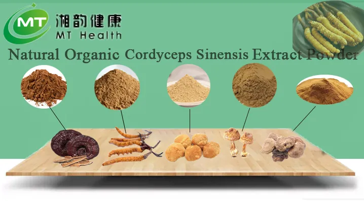 Mejor Precio Extracto Natural de Champiñón de Alta Calidad Polvo de Espora Rota de Reishi Polvo de Espora de Reishi