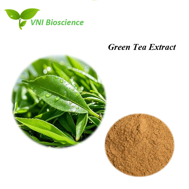 Certificado Halal Kosher 100% Polvo Natural de EGCG 30% Extracto de Té Verde de Polifenoles