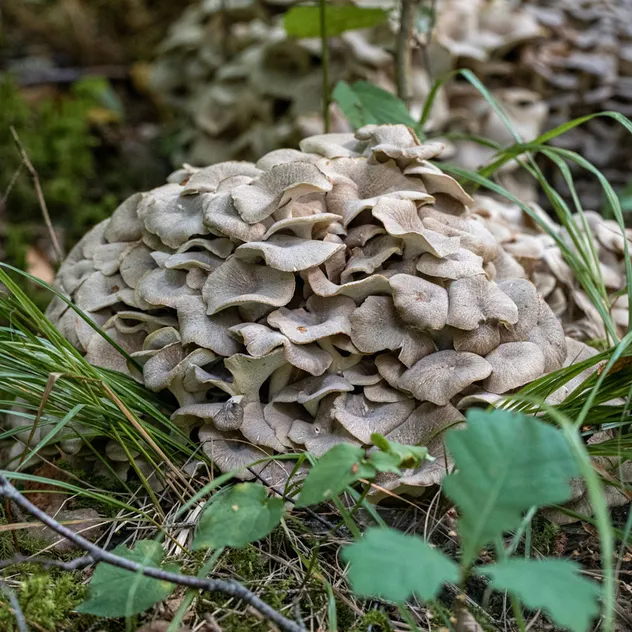 Polvo de Champiñón Maitake Orgánico - Superalimento Premium para la Salud