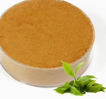 Extracto de hoja de té verde de alta calidad Camellia Sinensis polifenol 95.0% catequina 70.0% polvo