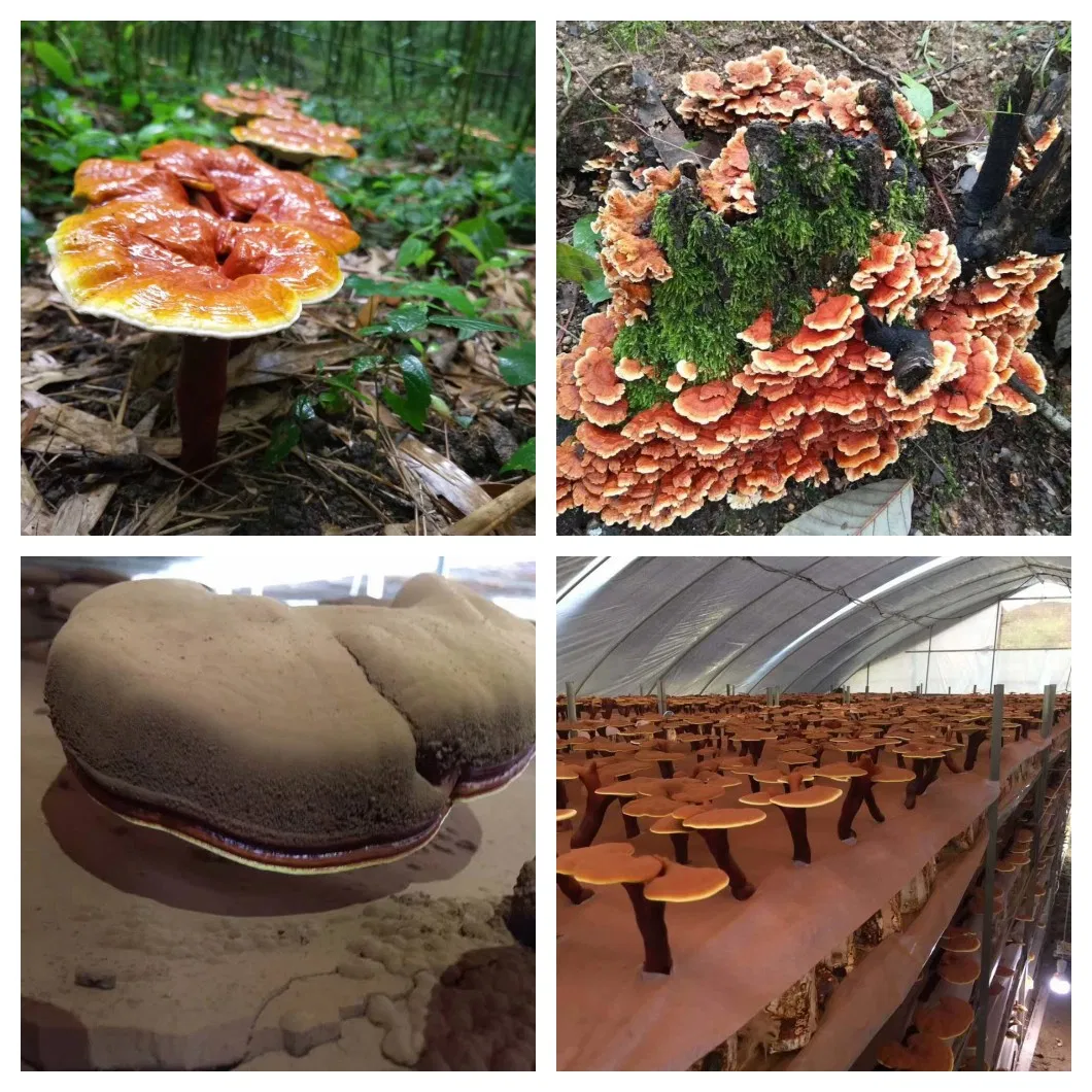 Extracto en polvo de hongo Reishi orgánico para aumentar la energía