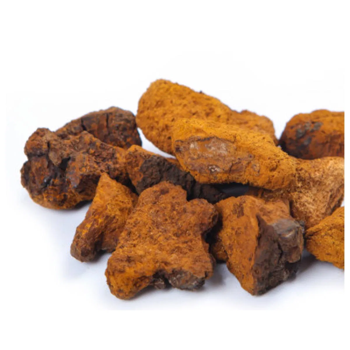 Extracto en polvo de chaga orgánico premium para el bienestar