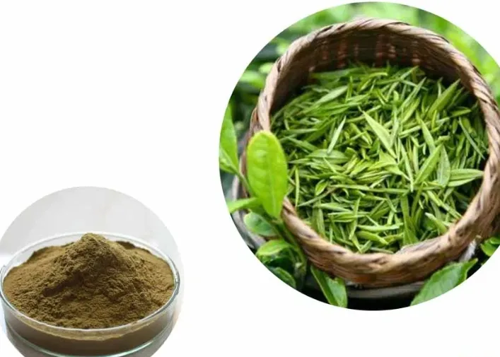 Extracto de hoja de té verde de alta calidad Camellia Sinensis polifenol 95.0% catequina 70.0% polvo