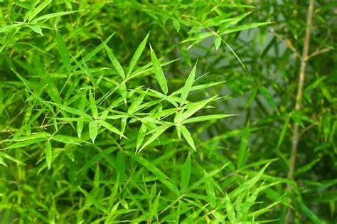 Polvo de hoja de bambú superalimento verde sostenible para coloración natural, proporcionando un sabor terroso y densidad de nutrientes en barras y polvos saludables
