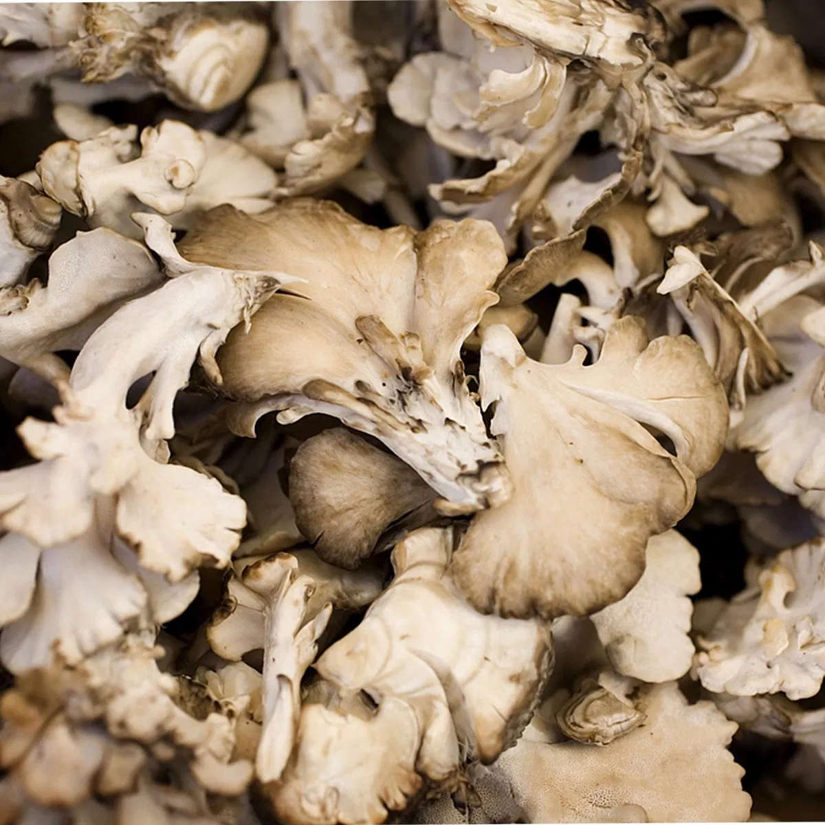 Polvo de Champiñón Maitake Orgánico - Superalimento Premium para la Salud