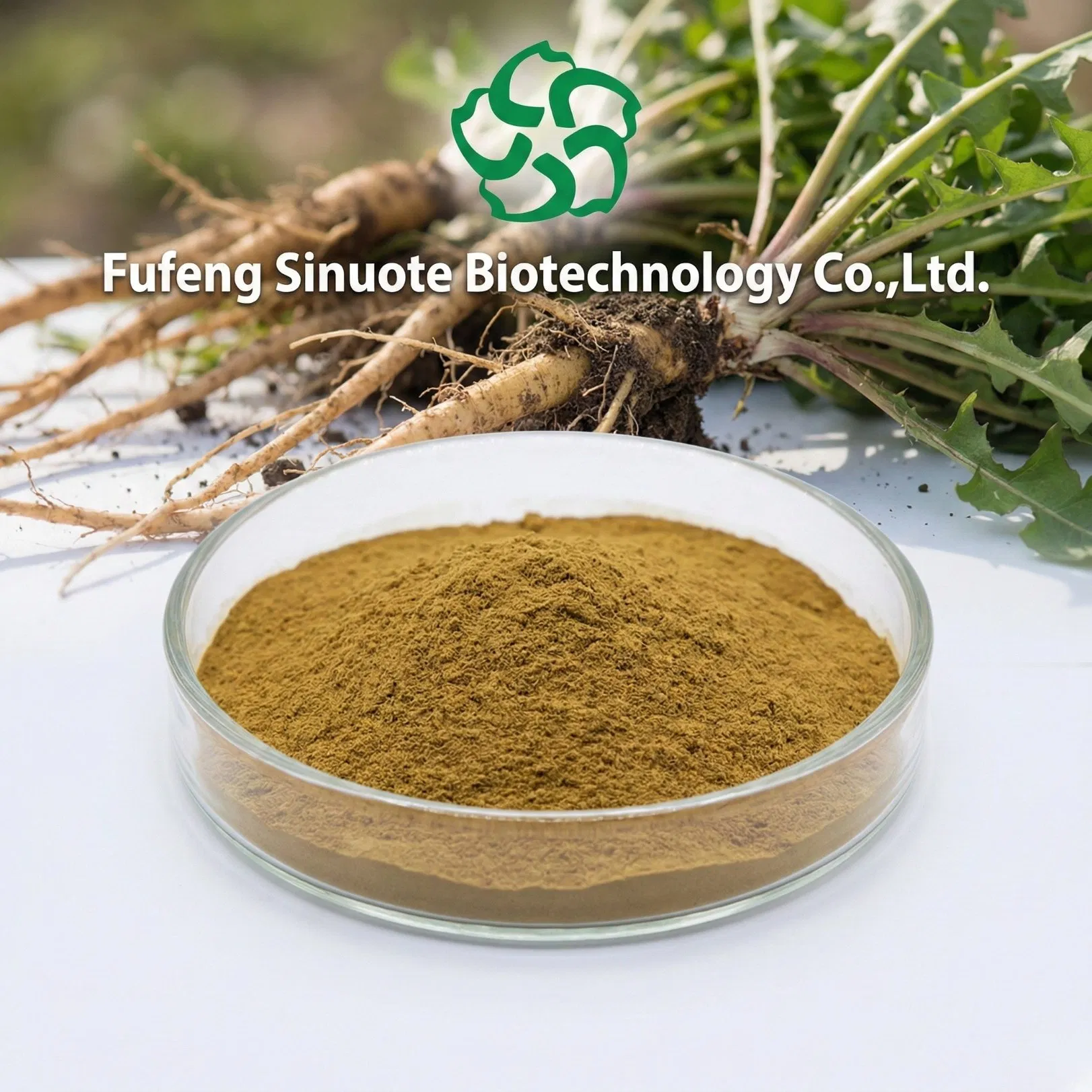 Extracto en polvo de Taraxacum Officinale, extracto de raíz de diente de león (10: 1 relación / flavonoides estandarizados) ingrediente para el apoyo digestivo y hepático, estándar cGMP