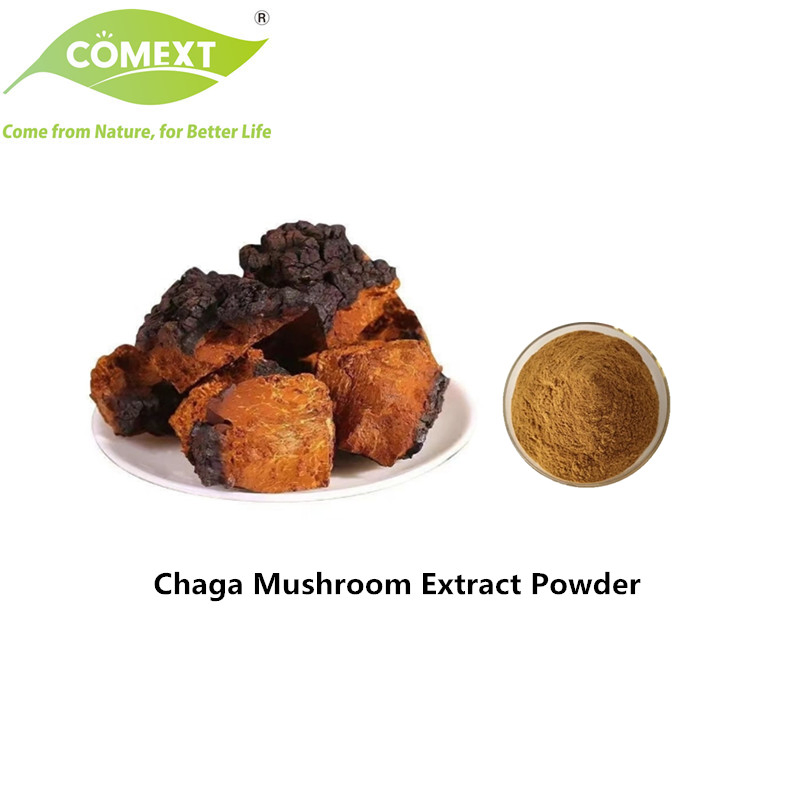 Comext 100% Puro Orgánico 10: 1 Extracto en Polvo de Hongo Chaga