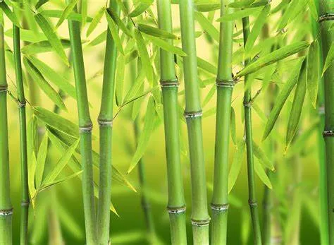 Polvo de hoja de bambú superalimento verde sostenible para coloración natural, proporcionando un sabor terroso y densidad de nutrientes en barras y polvos saludables