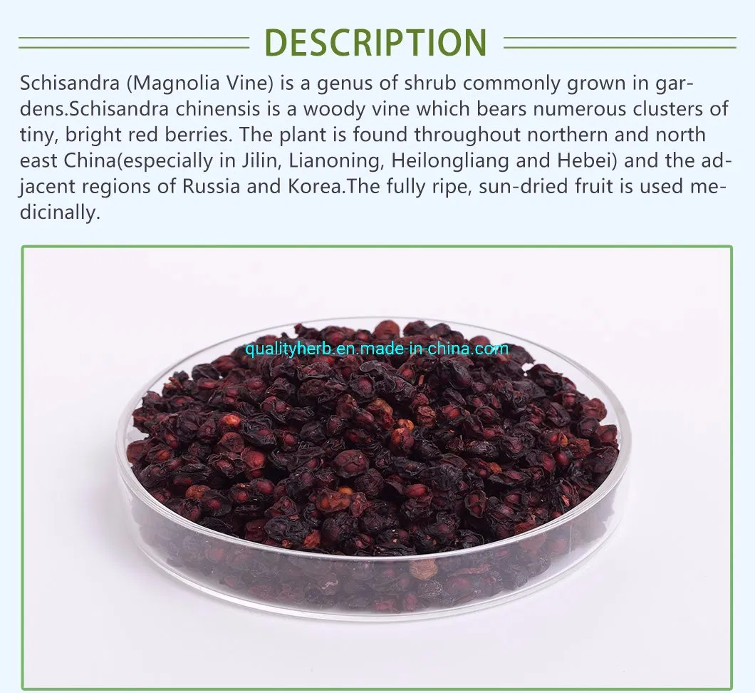 Extracto en polvo de fruta de baya de Schizandra Chinensis 2%~9% Schizandrinas HPLC