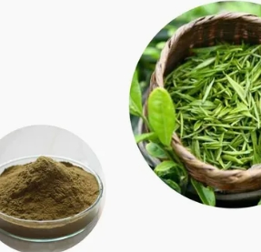 Extracto de hoja de té verde de alta calidad Camellia Sinensis polifenol 95.0% catequina 70.0% polvo