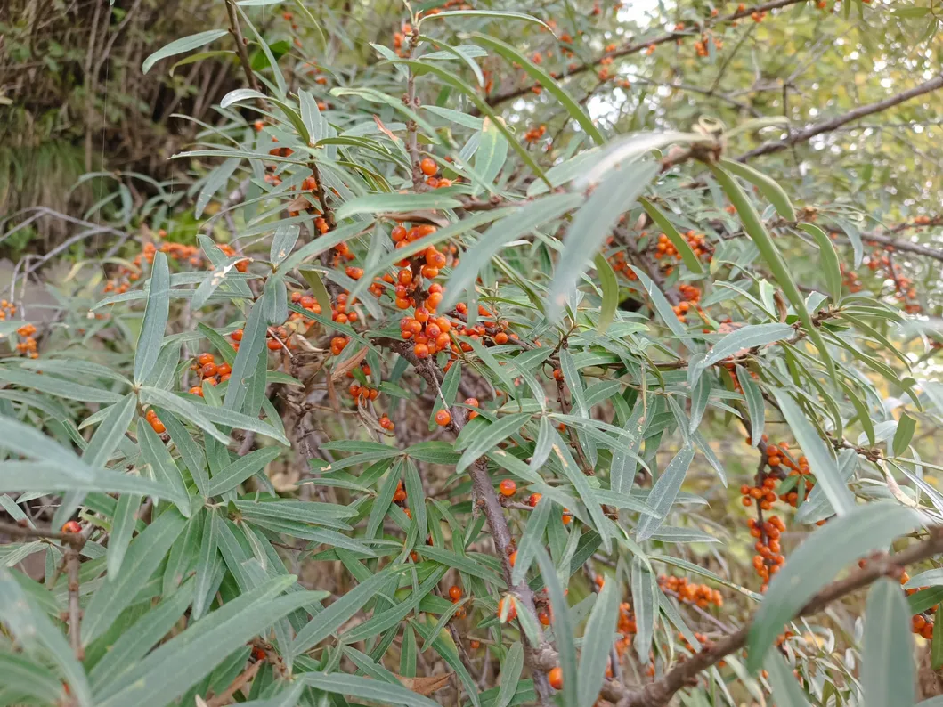 Polvo de fruta entera de espino cerval de mar liofilizado, polvo de espino cerval de mar a granel