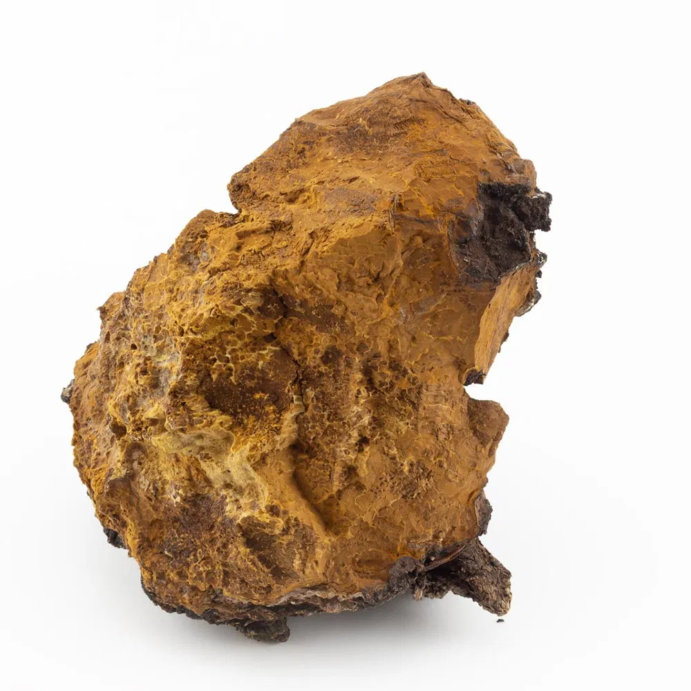 Extracto en polvo de chaga orgánico premium para el bienestar