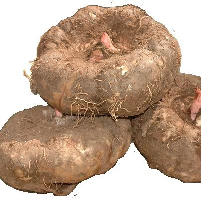 Fabricante OEM certificado por ISO y FDA de World Well Being Biotech suministro de fábrica 100% polvo de konjac puro natural de alta calidad