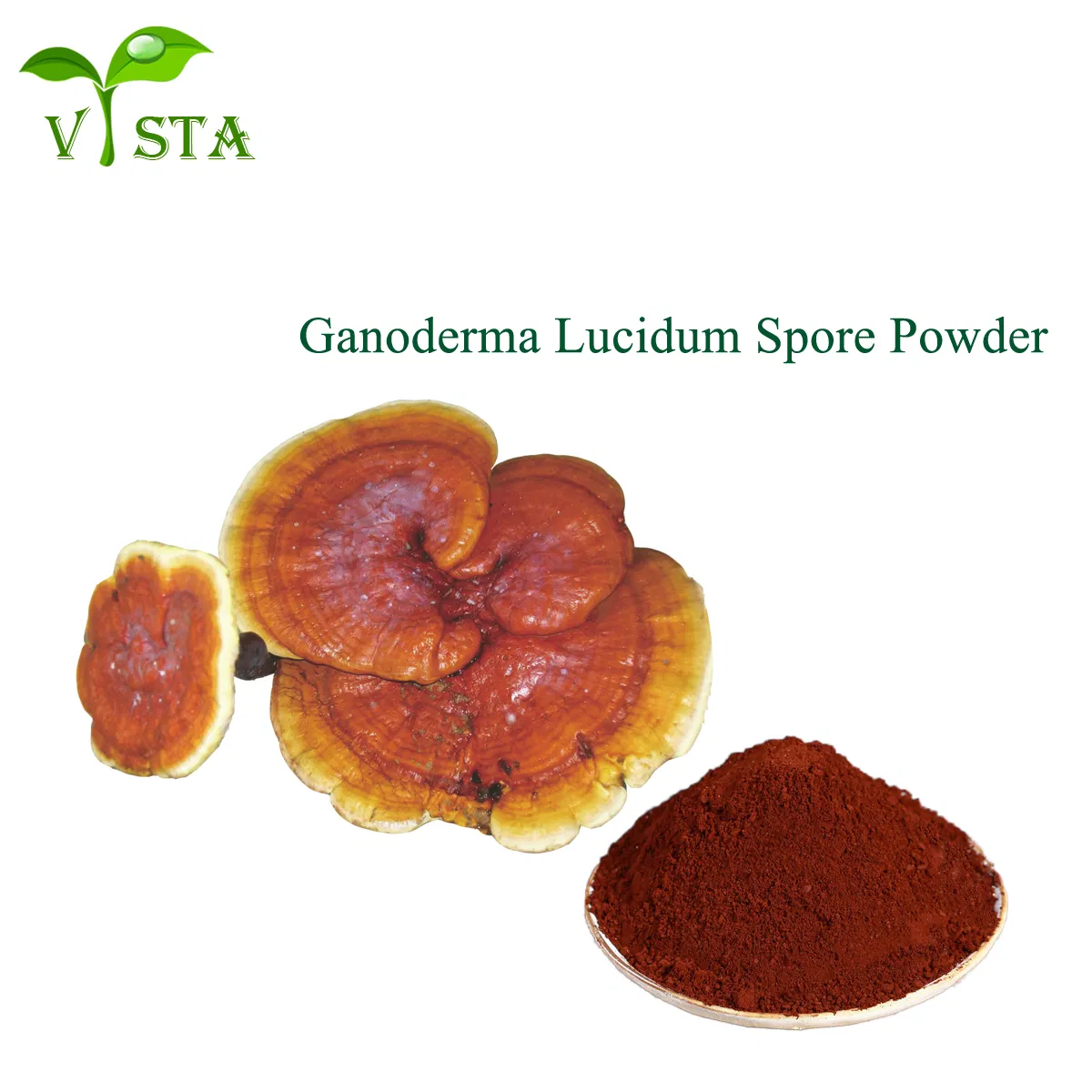 Suplemento de salud Extracto de hierbas Reishi / Ganoderma Lucidum Polvo de esporas de Lingzhi