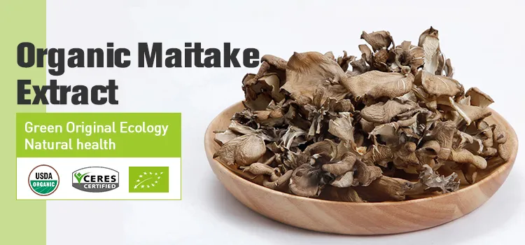 Extracto de champiñón Maitake orgánico en polvo