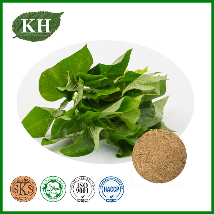 Extracto de hoja de batata natural verde y herbal
