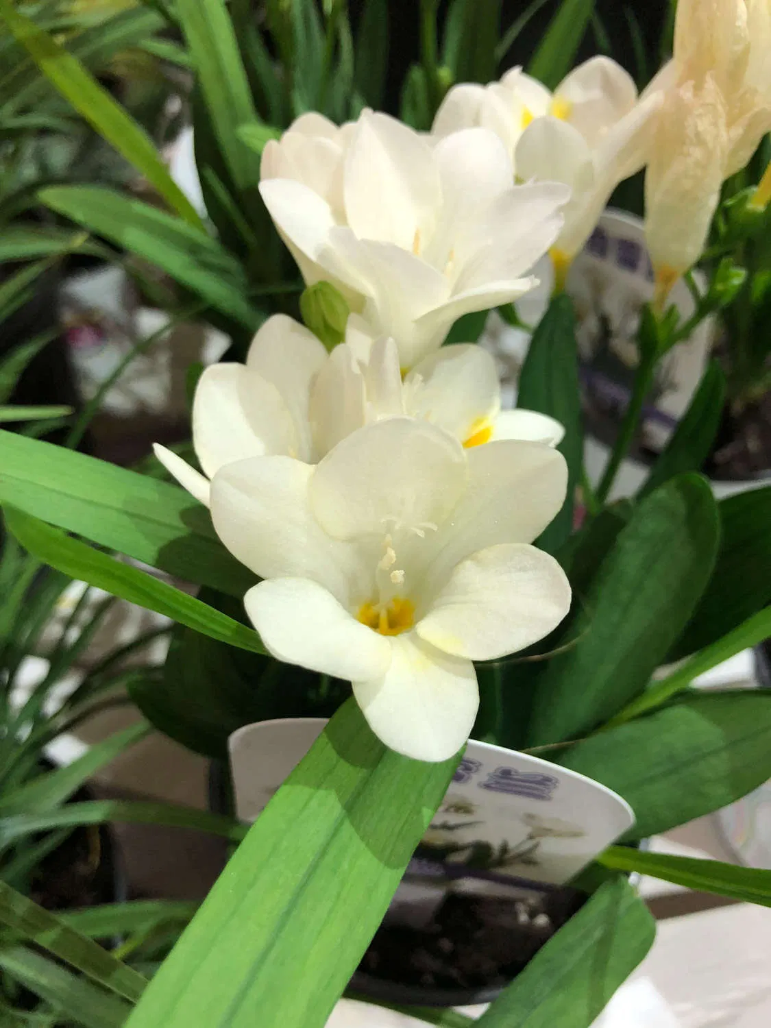 Extracto de Flor de Freesia Refracta 10: 1 Extracto Botánico Concentrado Natural de Freesia en Polvo