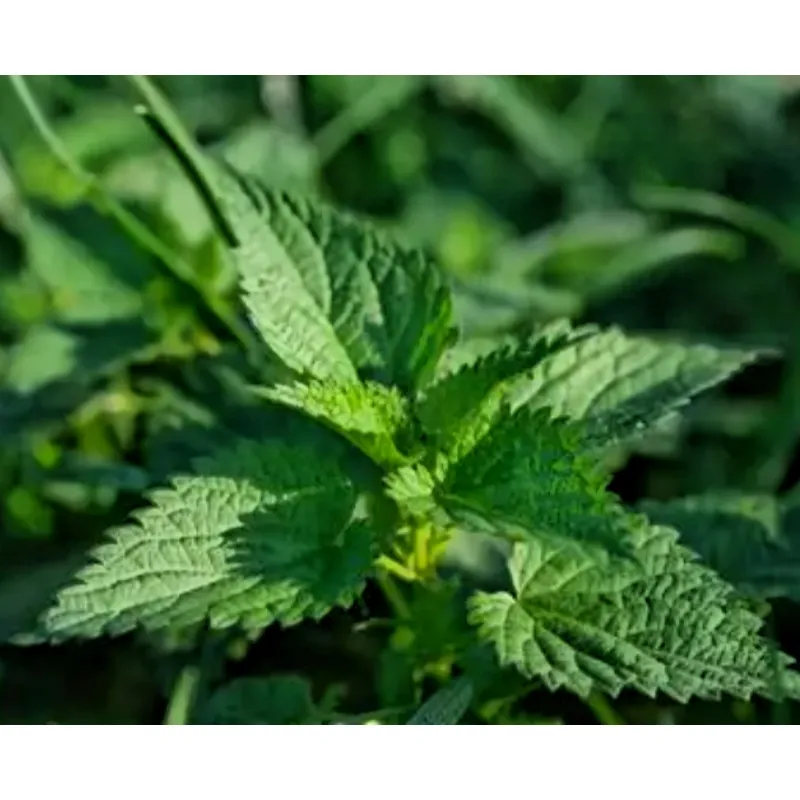 Polvo de hoja de Gynostemma Pentaphyllum Extracto en polvo de hoja de Gynostemma Pentaphyllum