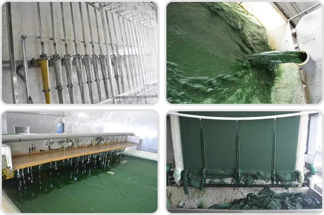 Polvo de Espirulina Orgánica - Superalimento para Aumentar la Energía y el Bienestar