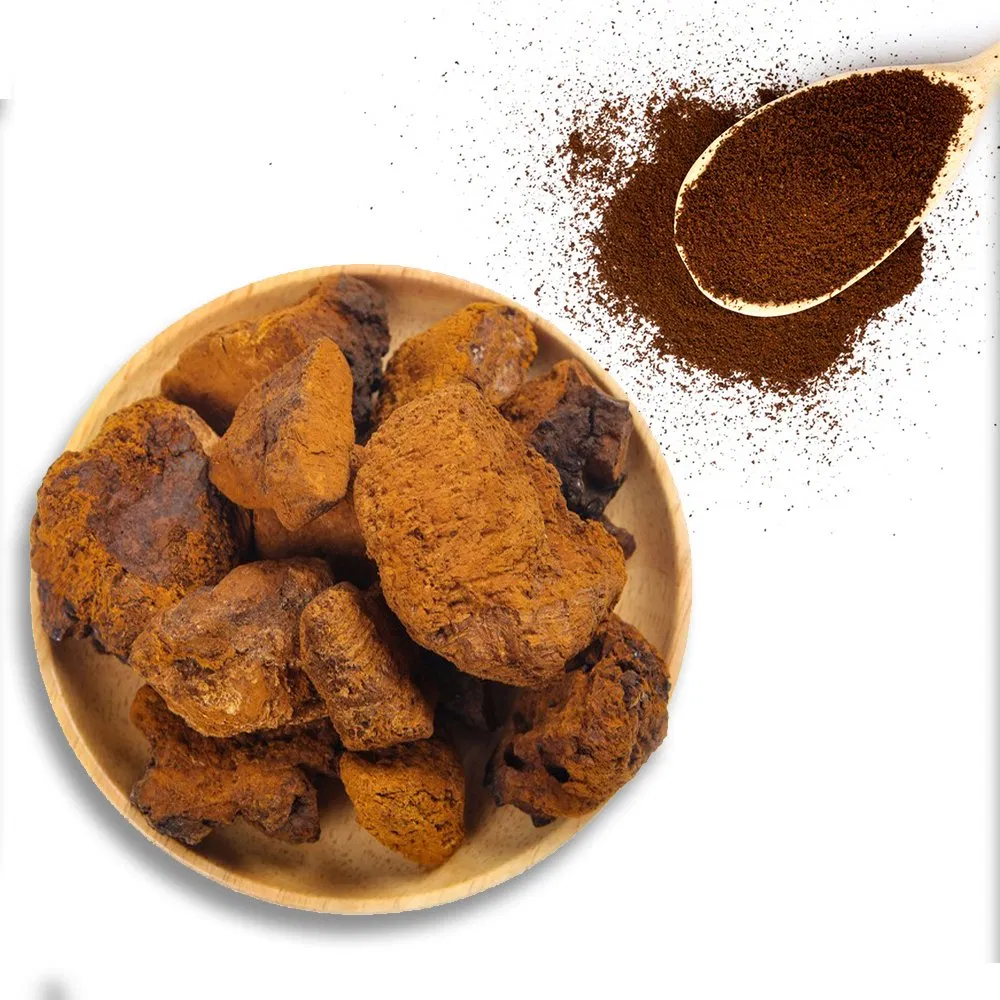 Extracto en polvo de hongo Chaga de grado alimenticio, fuente natural