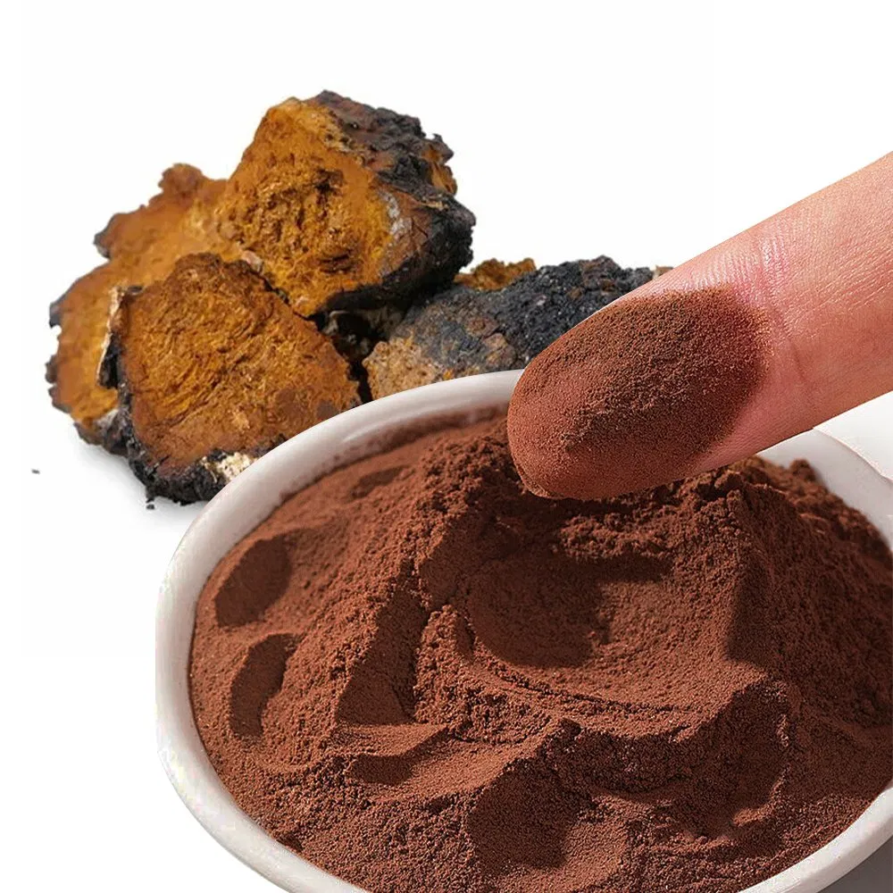 Extracto en polvo de hongo Chaga de grado alimenticio, fuente natural