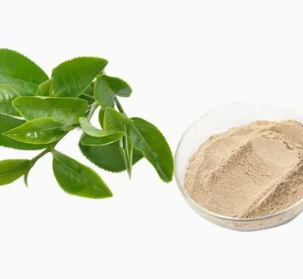 Extracto de hoja de té verde de alta calidad Camellia Sinensis polifenol 95.0% catequina 70.0% polvo