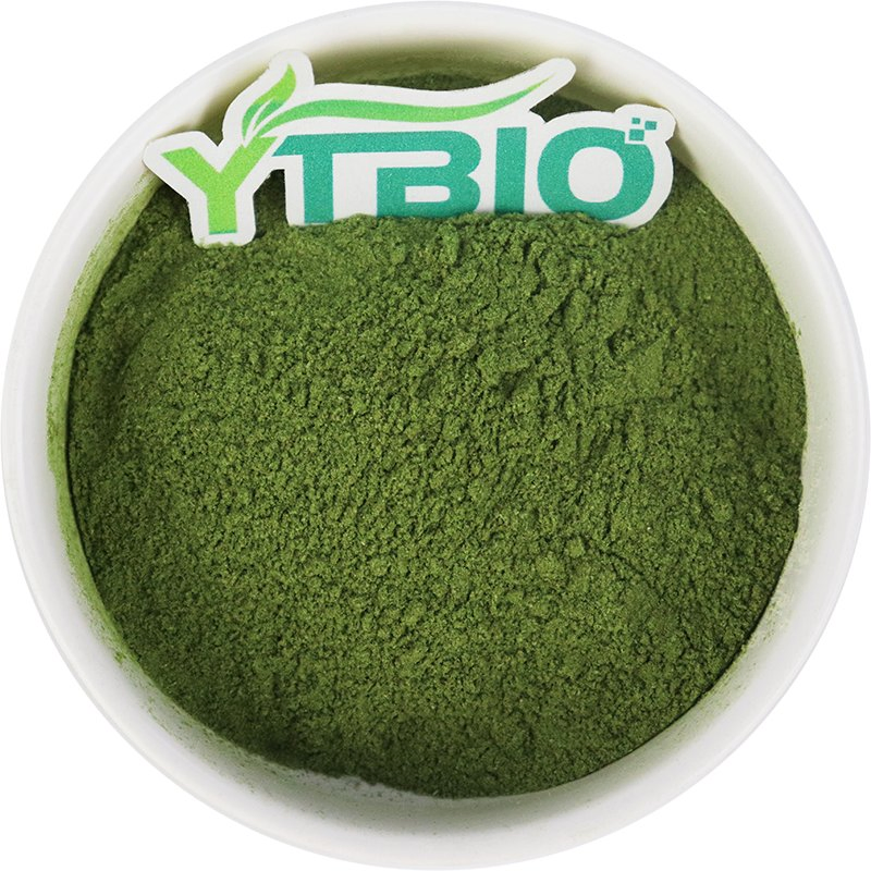 Polvo de col rizada liofilizada de alta calidad para suplemento de superalimento