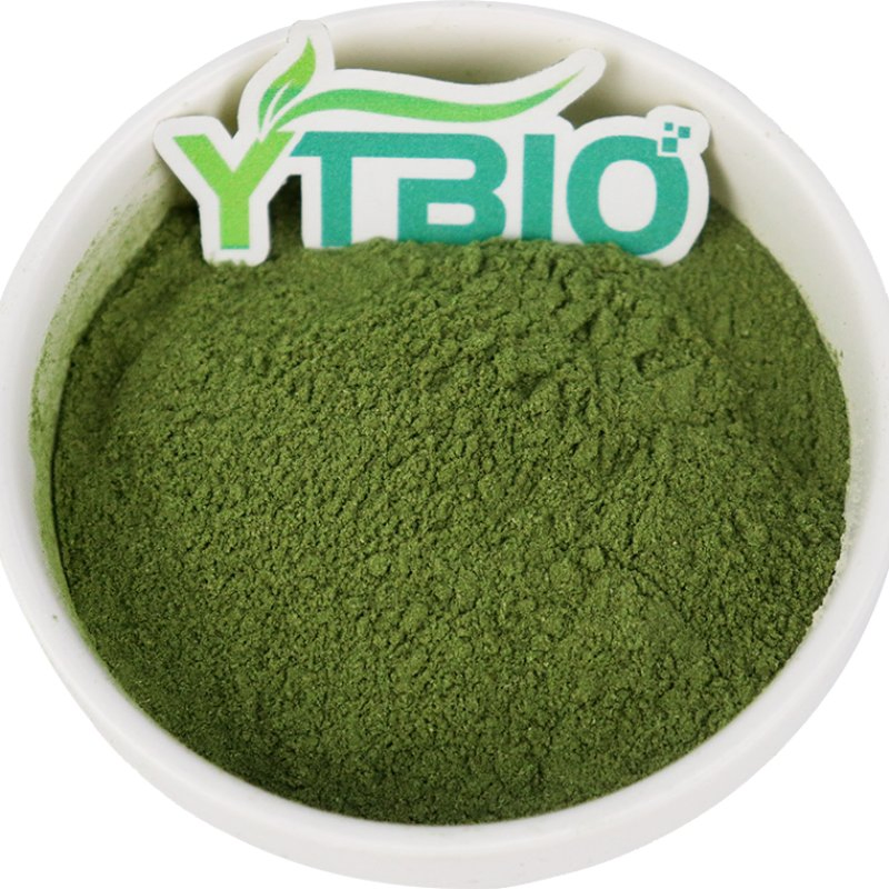 Polvo de col rizada liofilizada de alta calidad para suplemento de superalimento