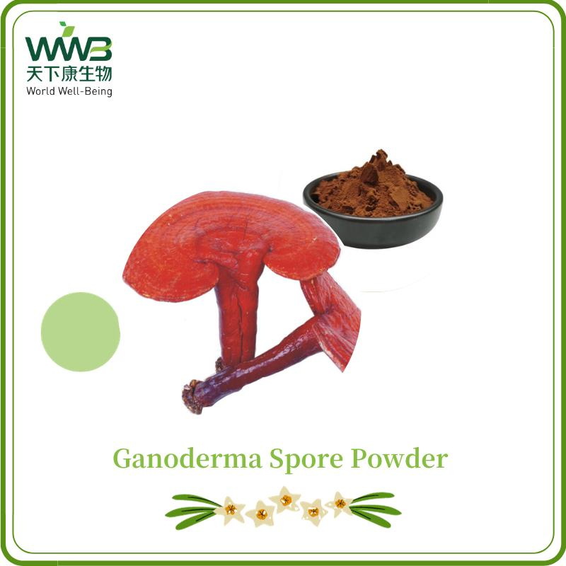 Polvo de Espora de Ganoderma Polvo de Ganoderma Lucidum Hongo Reishi Extract/10% Polisacáridos, 6% Triterpenos Polvo de Espora de Ganoderma