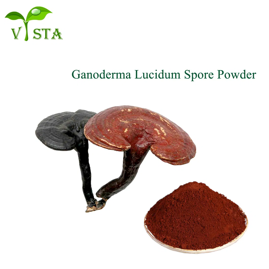 Suplemento de salud Extracto de hierbas Reishi / Ganoderma Lucidum Polvo de esporas de Lingzhi
