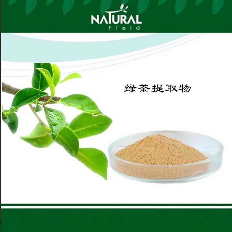 Cantidades a Granel 10%~98% Polifenoles en Polvo Extracto de Hoja de Té Verde a Buen Precio