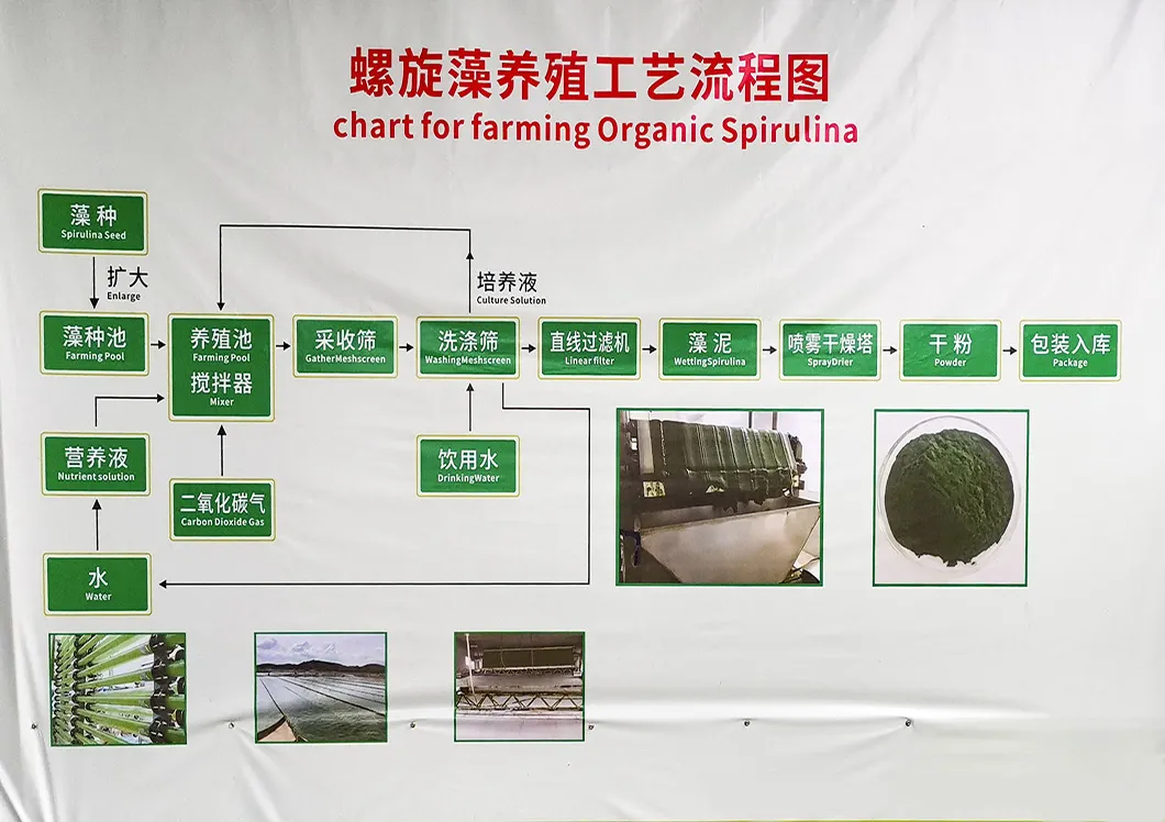 Polvo de Espirulina Orgánica - Superalimento para Aumentar la Energía y el Bienestar