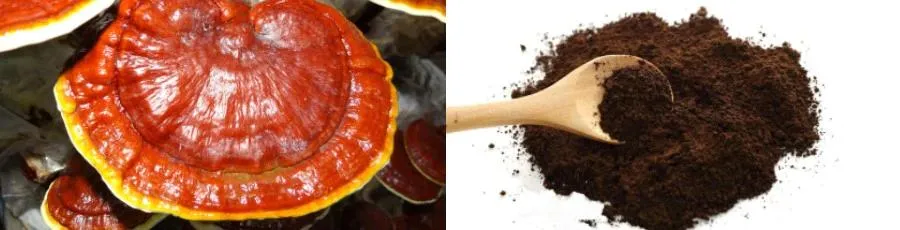 Polvo de Espora de Ganoderma