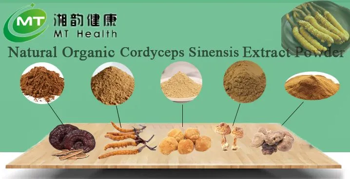 Polvo de champiñón superalimento orgánico de alta calidad extracto de champiñón shiitake