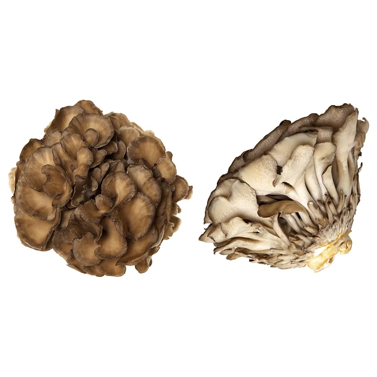 Polvo de Champiñón Maitake Orgánico - Superalimento Premium para la Salud