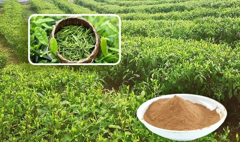 Extracto de hoja de té verde de alta calidad Camellia Sinensis polifenol 95.0% catequina 70.0% polvo