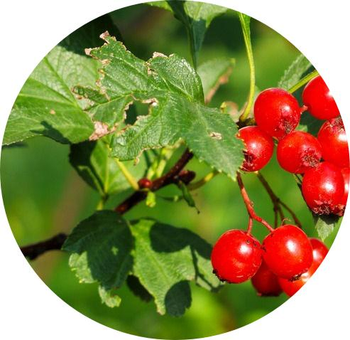 Comext Total Flavonoides/ 1% Hiperosido Vitexina Extracto de Hoja de Espino para la Salud del Corazón