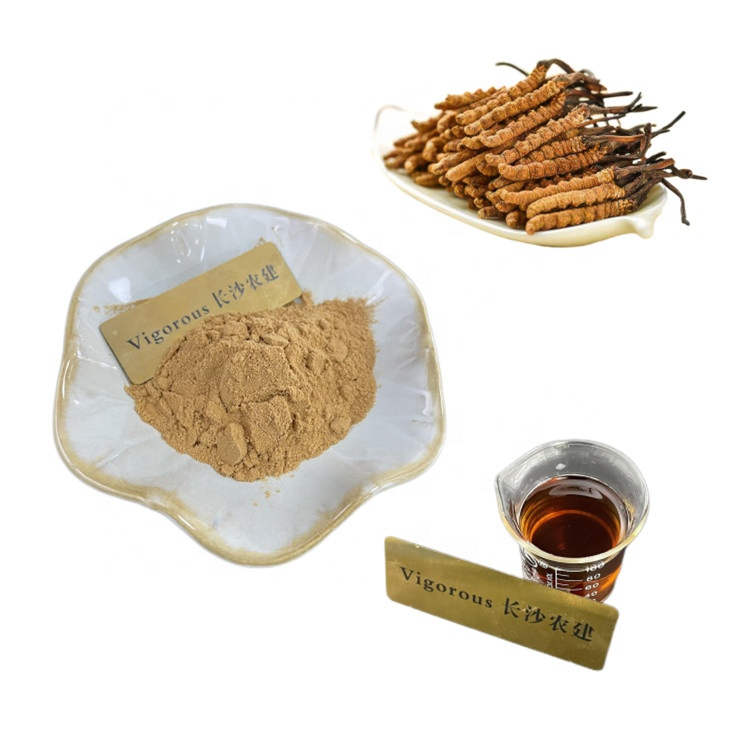 Suministro de fábrica muestra gratuita aditivo alimentario extracto de hongo cordicepina cordyceps sinensis extracto en polvo de cordyceps militaris