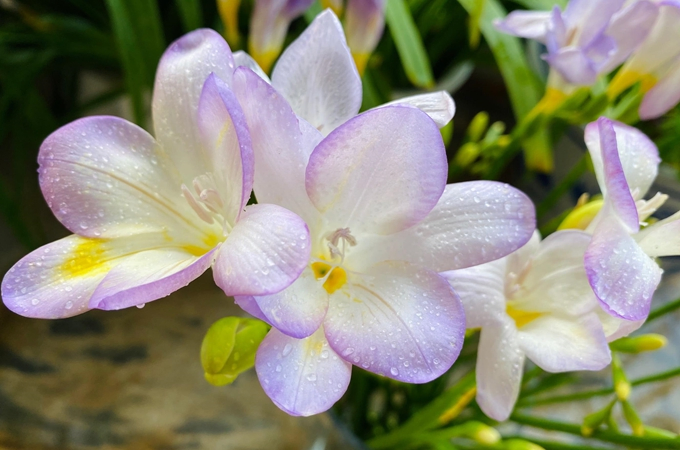 Extracto de Flor de Freesia Refracta 10: 1 Extracto Botánico Concentrado Natural de Freesia en Polvo