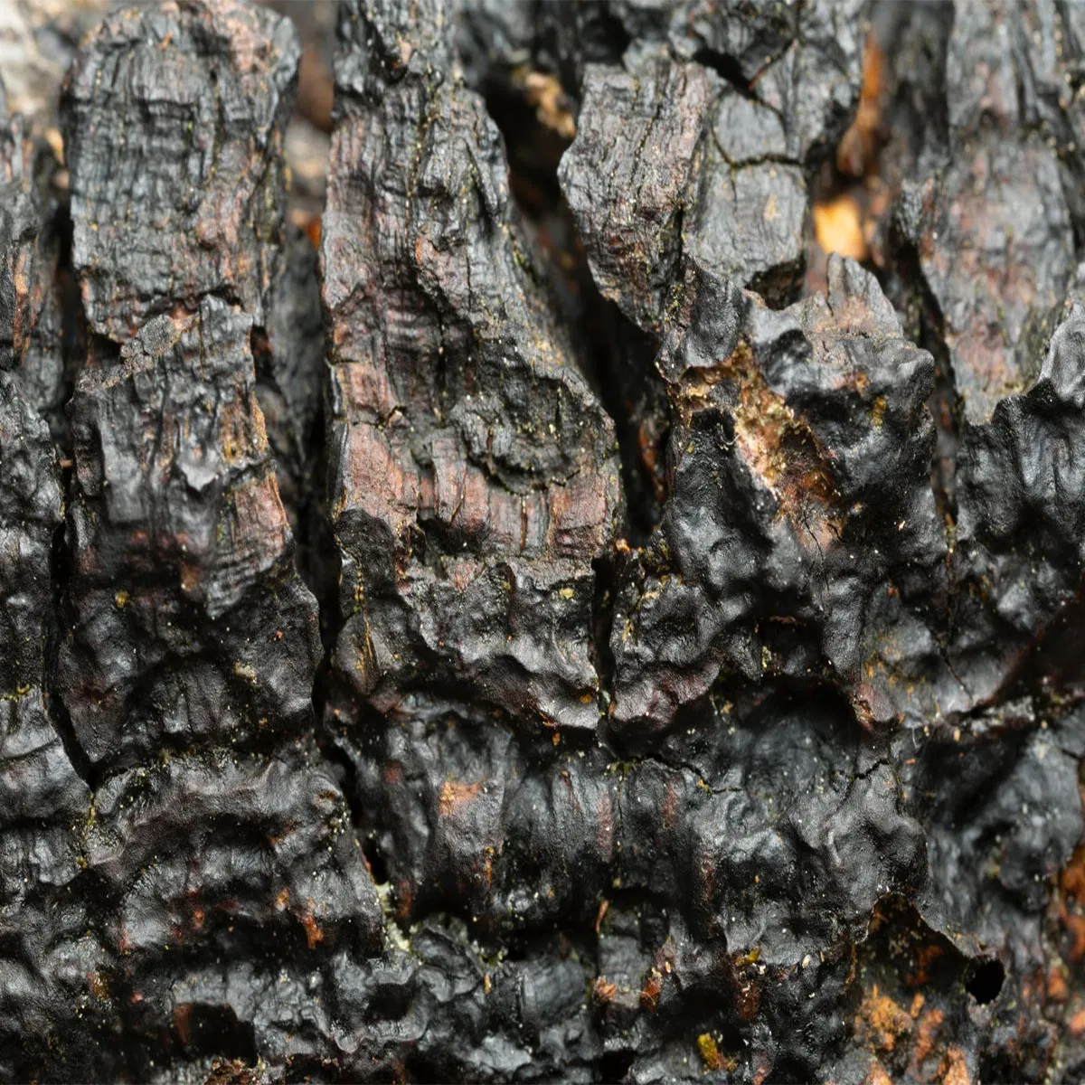 Extracto en polvo de chaga orgánico premium para el bienestar