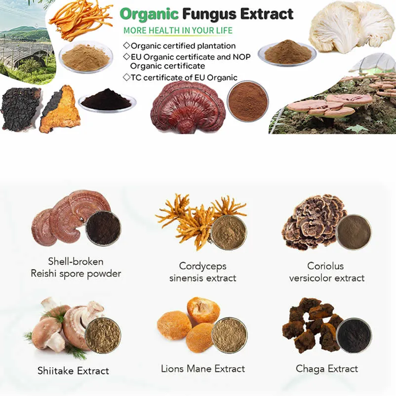 Extracto de hongo shitake natural en polvo de polisacáridos soluble en agua 100%